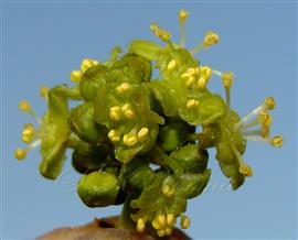  Male fls.
